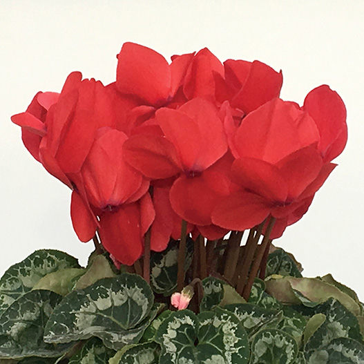 シクラメン　田中パステル シリーズ 大輪系品種