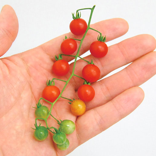 マイクロトマト　マイクロビーズ 