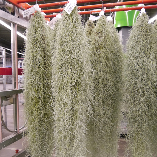 エアープランツ 