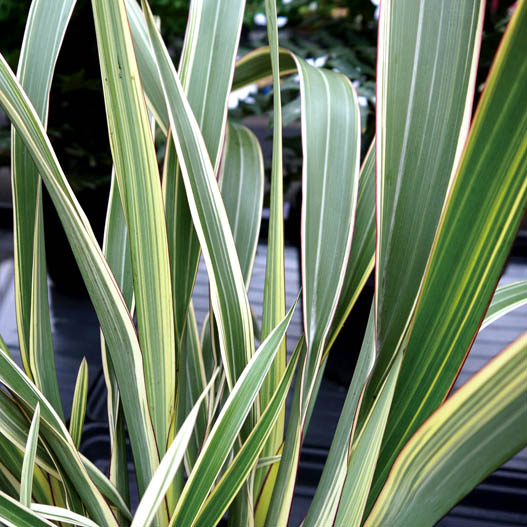 フォーミューム 