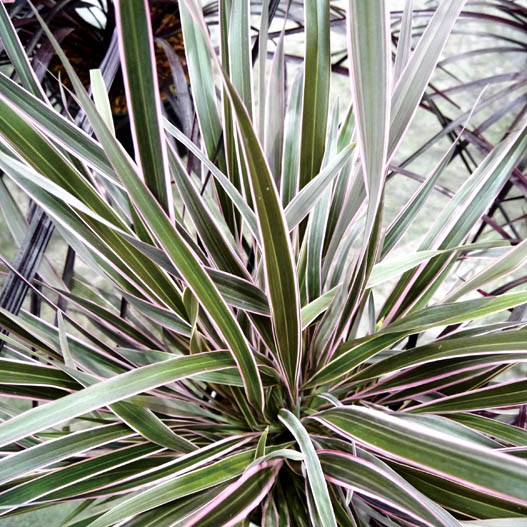 フォーミューム 