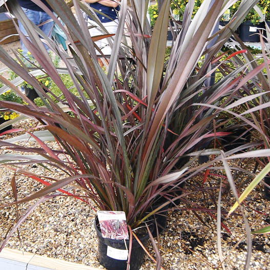 フォーミューム 