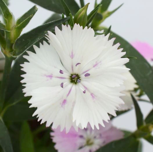 ダイアンサス　マジックピンク 