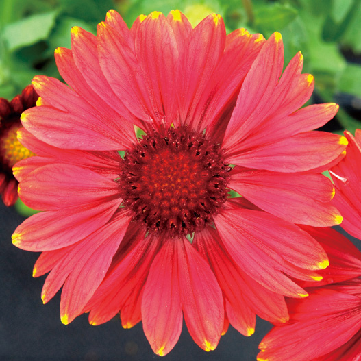 ガイラルディア　アリゾナ シリーズ 