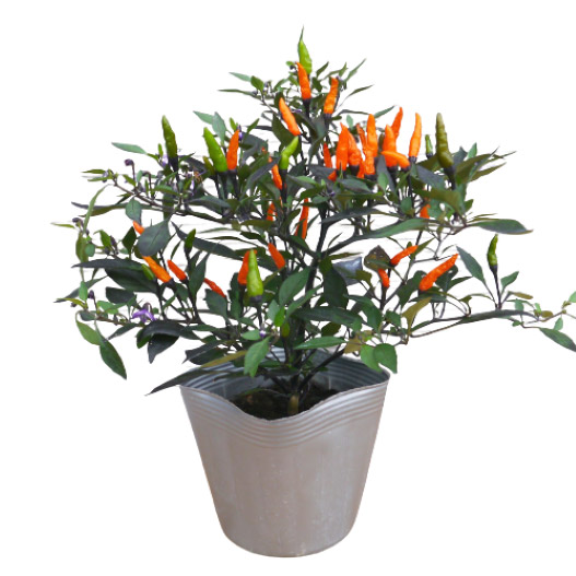 カプシカム　みもとうがらし シリーズ 観賞用とうがらし