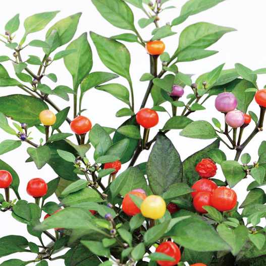 カプシカム　みもとうがらし シリーズ 観賞用とうがらし