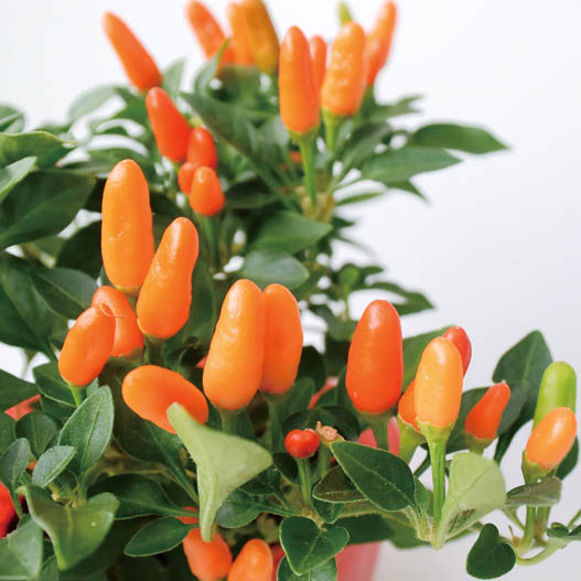 カプシカム　みもとうがらし シリーズ 観賞用とうがらし