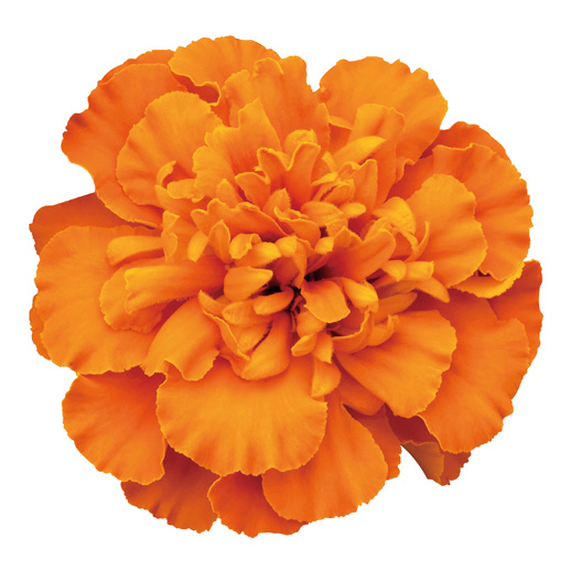 マリーゴールド フレンチ　スーパーヒーロー シリーズ 