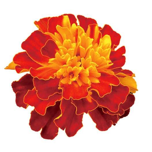 マリーゴールド フレンチ　スーパーヒーロー シリーズ 