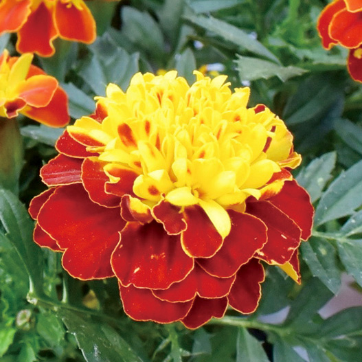 マリーゴールド フレンチ　スーパーヒーロー シリーズ 