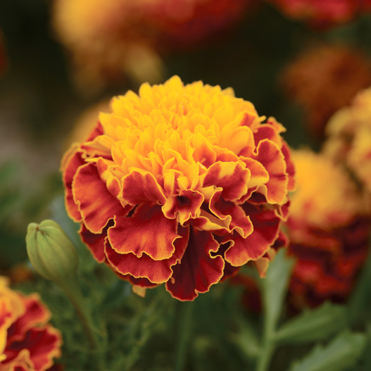 マリーゴールド フレンチ　ホットパック シリーズ 