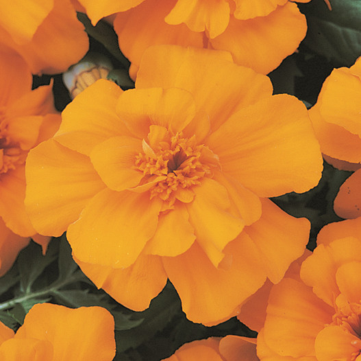 マリーゴールド フレンチ　デュランゴ シリーズ 