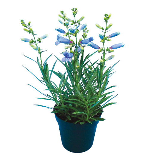 ペンステモン　エレクトリックブルー 