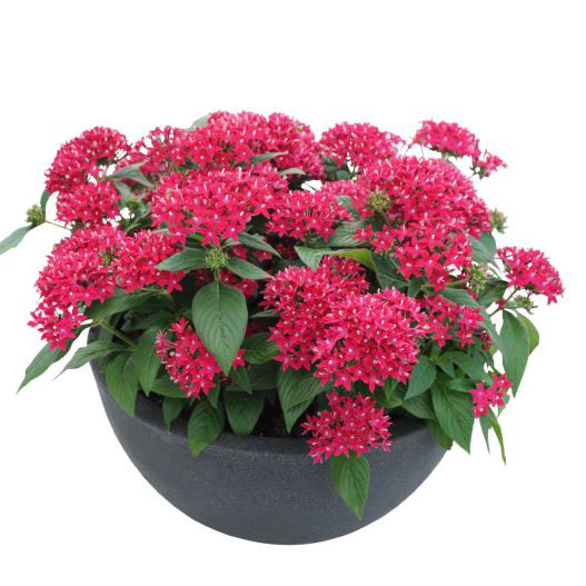 ペンタス F1　グラフィティ シリーズ 