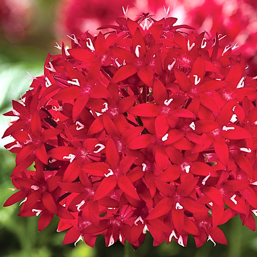 ペンタス F1　グラフィティ シリーズ 