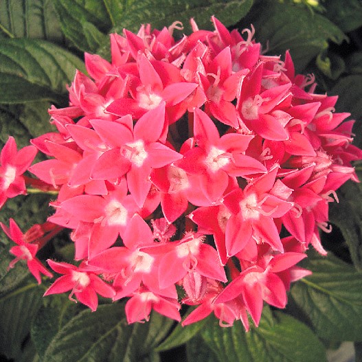 ペンタス F1　グラフィティ シリーズ 