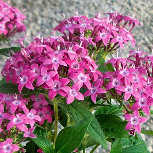 ペンタス F1　グラフィティ シリーズ 