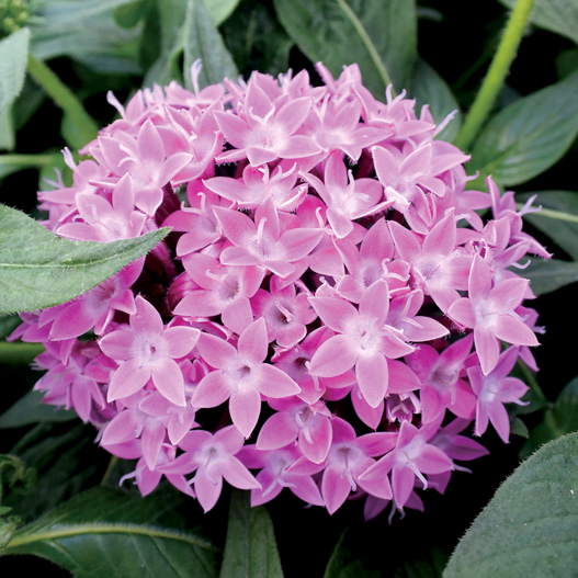 ペンタス F1　グラフィティ シリーズ 