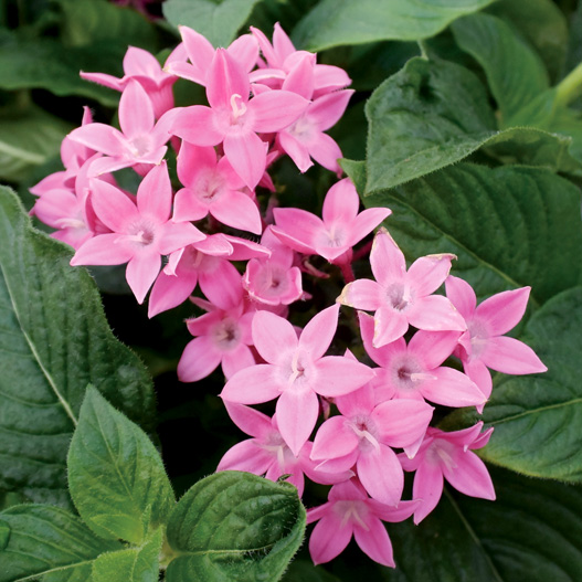 ペンタス F1　グラフィティ シリーズ 