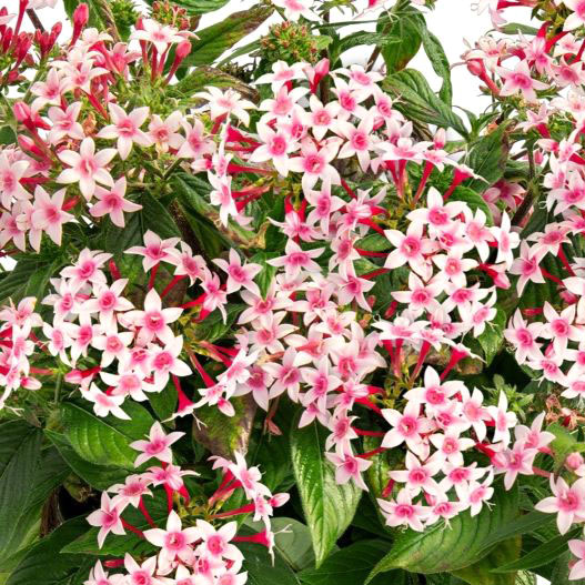 ペンタス F1　グラフィティ シリーズ 