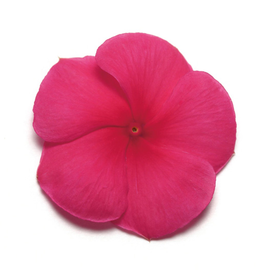 ビンカ　パシフィカXP シリーズ 