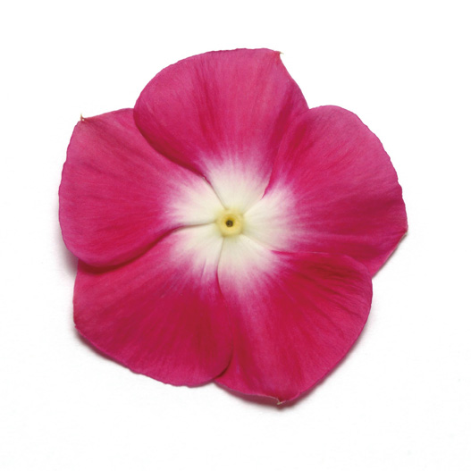 ビンカ　パシフィカXP シリーズ 