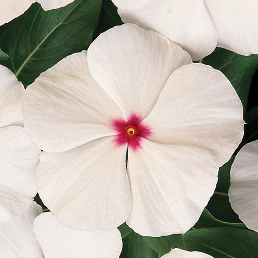 ビンカ F1　タイタン シリーズ 