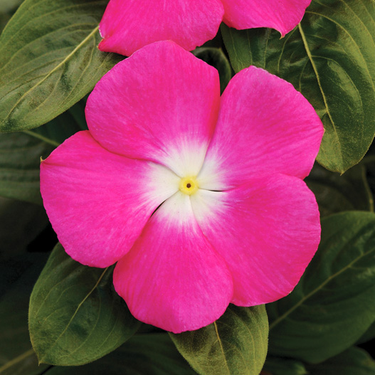 ビンカ F1　タイタン シリーズ 