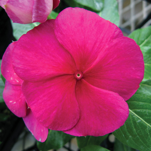 ビンカ F1　タイタン シリーズ 