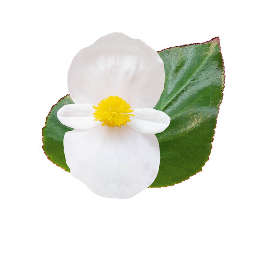 ベゴニア センパフローレンス F1　ビッグデラックス シリーズ 