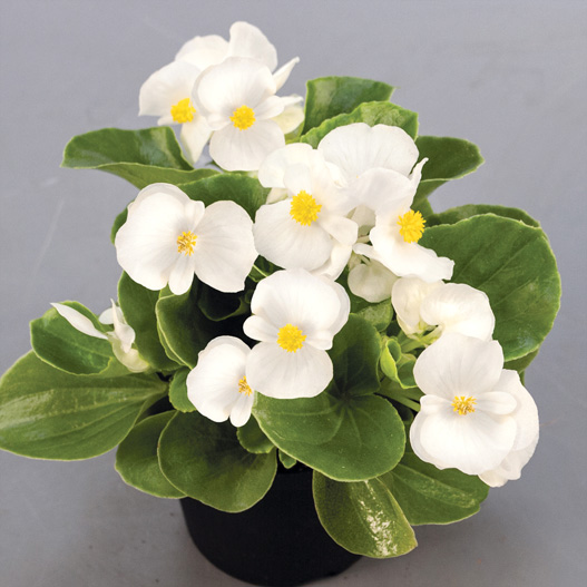 ベゴニア センパフローレンス F1　スプリントプラス シリーズ 