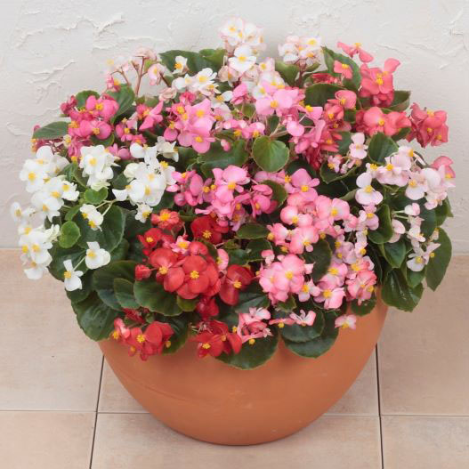 ベゴニア センパフローレンス F1　アンバサダー シリーズ 