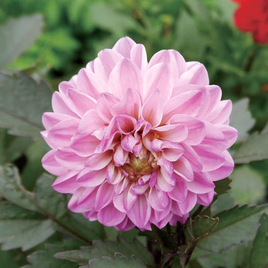 ダリア　ダラヤ ミーナ シリーズ 旧名：レディダリア