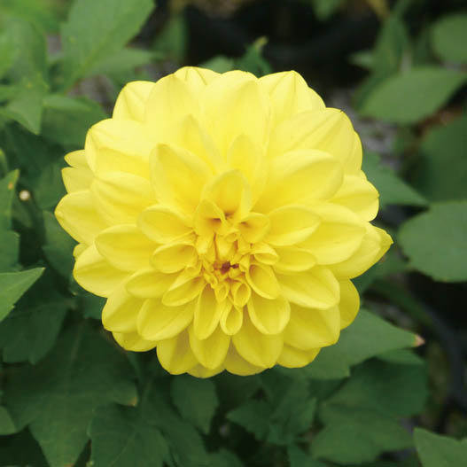 ダリア　ダラヤ ミーナ シリーズ 旧名：レディダリア