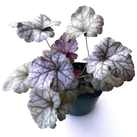 ヒューケラ　プレミアムコレクション 