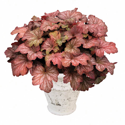 ヒューケラ　ドルチェ シリーズ 