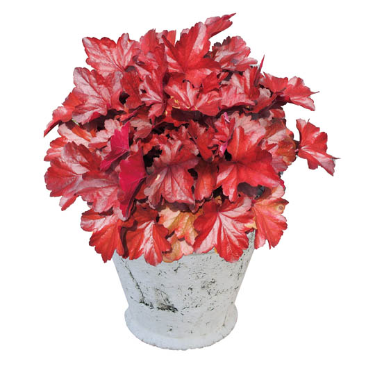 ヒューケラ　ドルチェ シリーズ 