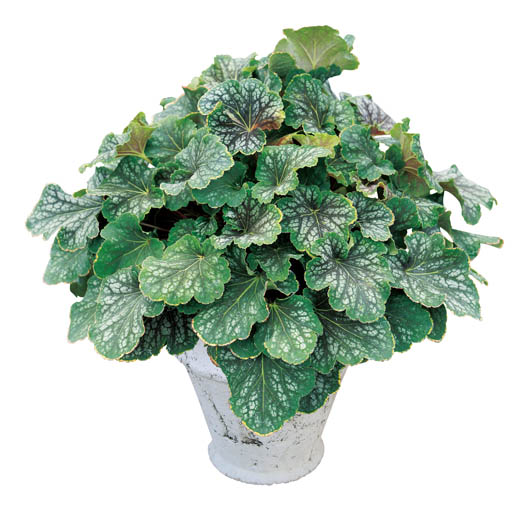 ヒューケラ　ドルチェ シリーズ 