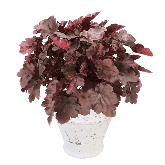 ヒューケラ　ドルチェ シリーズ 