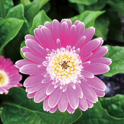 宿根ガーベラ　ガルビネア シリーズ 