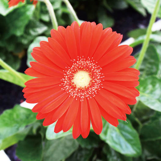 宿根ガーベラ　ガルビネア シリーズ 