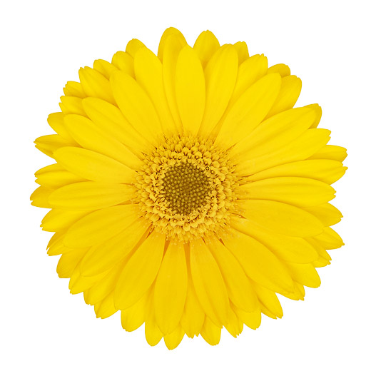 宿根ガーベラ　ガルビネア シリーズ 