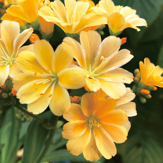 レウイシア　エリーゼ シリーズ 