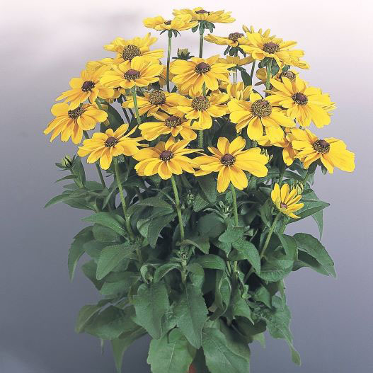 ルドベキア　トト シリーズ 