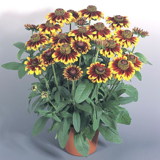 ルドベキア　トト シリーズ 