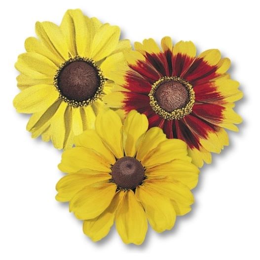 ルドベキア　トト シリーズ 