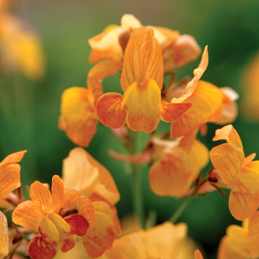 リナリア　グッピー シリーズ 