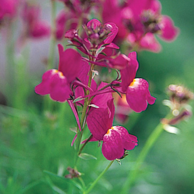 リナリア　グッピー シリーズ 