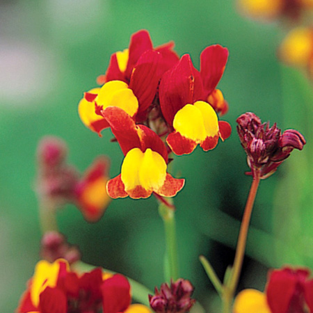 リナリア　グッピー シリーズ 