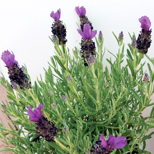 ラベンダー　バンデラ シリーズ 